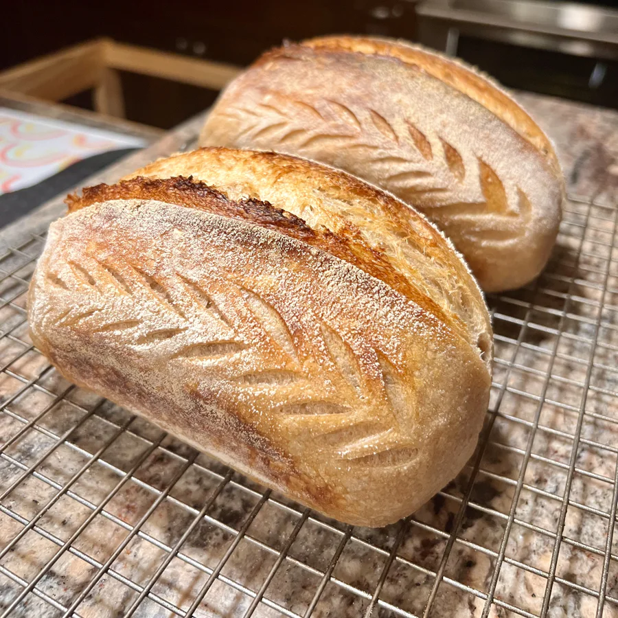 Two scored sourdough loaves cooling on a wire rack